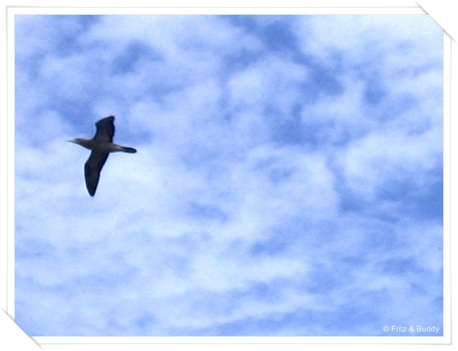 101 0116 Vogel vor Puerto Rico, Seetag