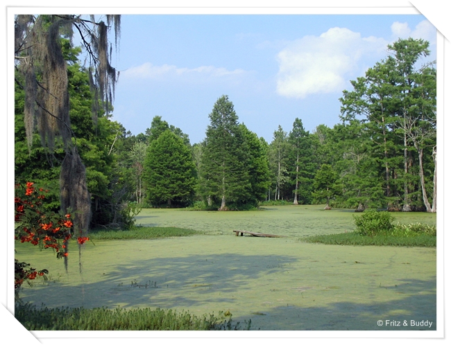 1 43 Audobon Swamp Garden, Magnolia Plantation, Charleston, SC