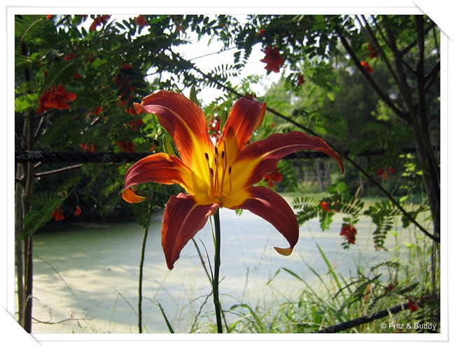 1 44 Audobon Swamp Garden, Magnolia Plantation, Charleston, SC