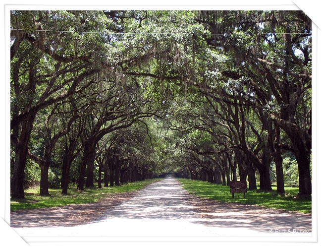 1 76 Wormsloe Historic Site, Savannah, GA