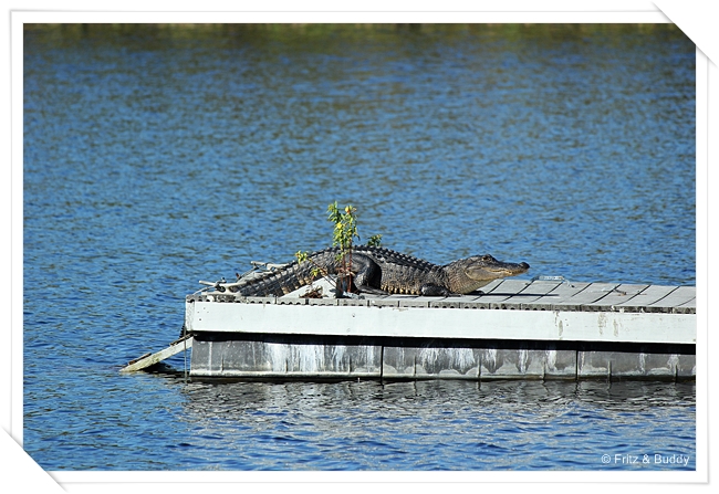 Florida 2011 079